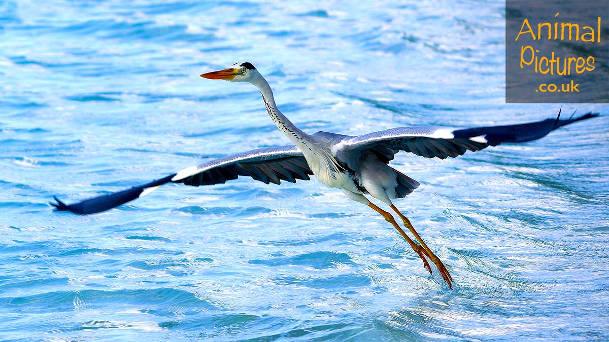 Heron ascending into flight from the sea