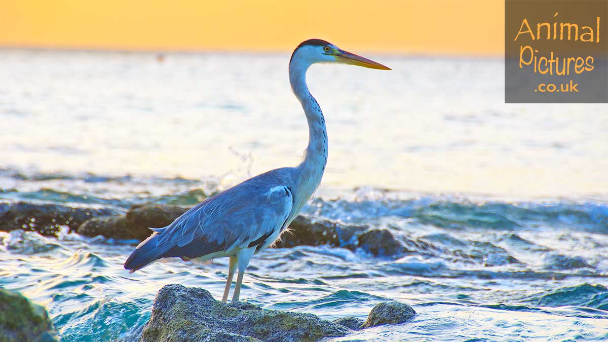 Heron with the morning sun behind, standing on a rocky seashore