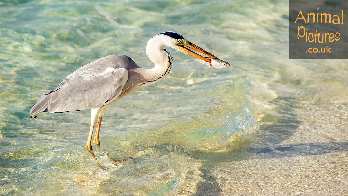 Heron sporting a fish speared on the end of its beak