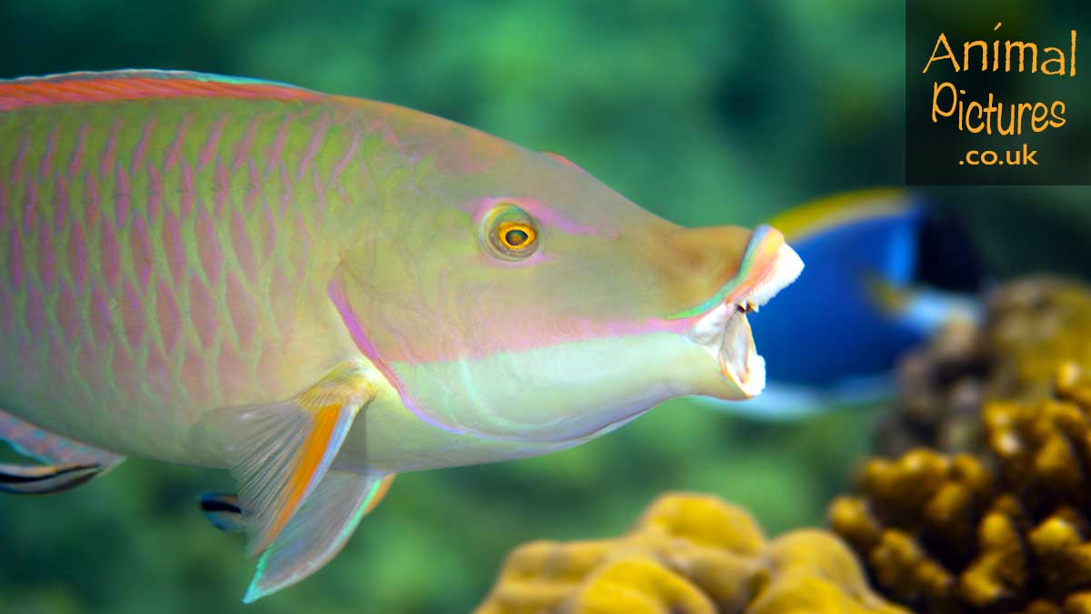 Candelamoa Parrotfish opening its mouth at a cleaning station