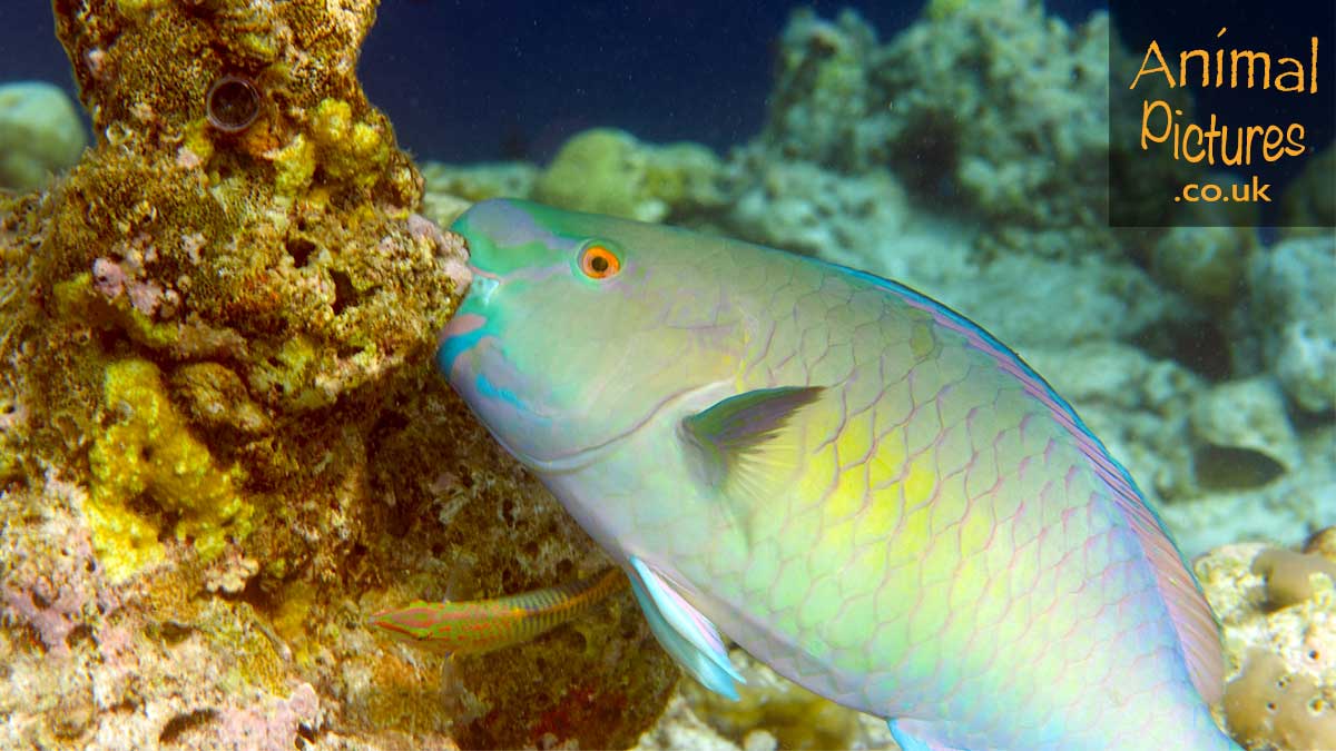 Ember Parrotfish munching on coral