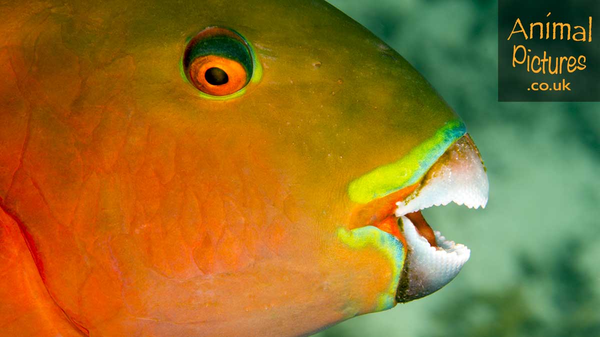 Heavybeak Parrotfish displaying its imposing teeth