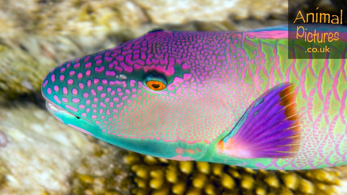 The colours and patterns of a Red Speckled Parrotfish