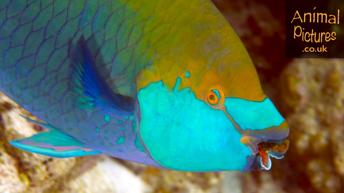 Singapore Parrotfish with remarkable gold and blue colours