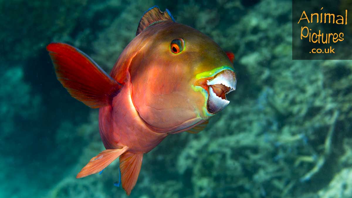 Steephead Parrotfish in an emerald sea gazing at the camera