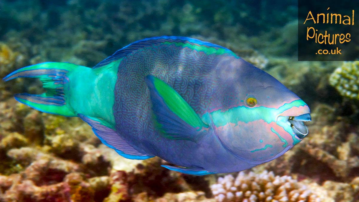 Vermiculate Parrotfish swimming over a coral reef