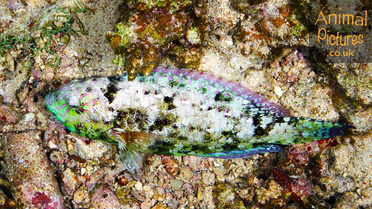 Viridescent Parrotfish blending into the nighttime reef