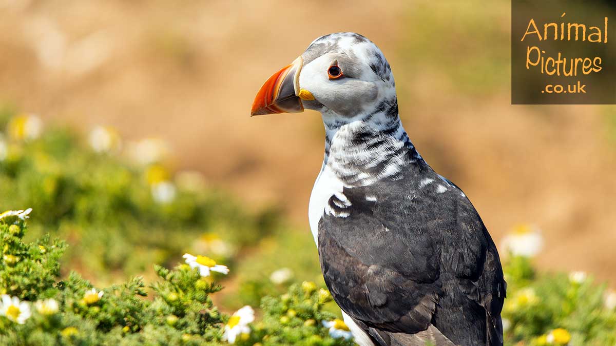 Close-up of a puffling perched with wild daisies