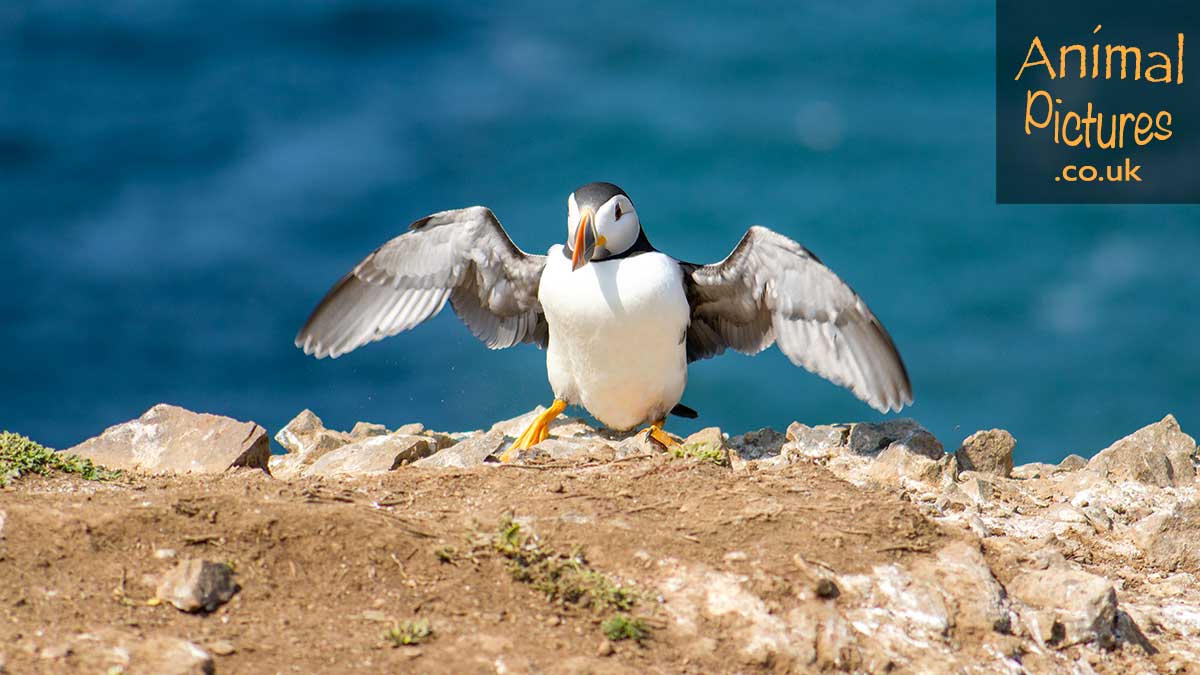 Puffin drying its wings in the sunshine