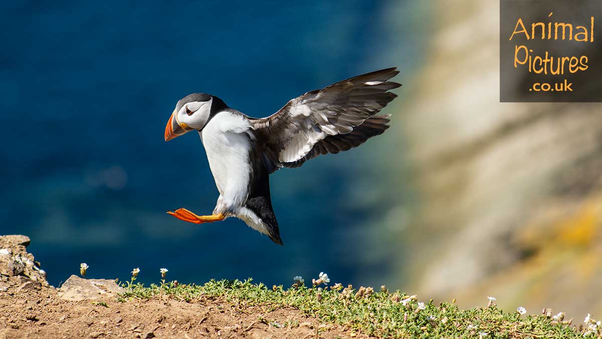 Puffin in flight landing on the edge of a cliff