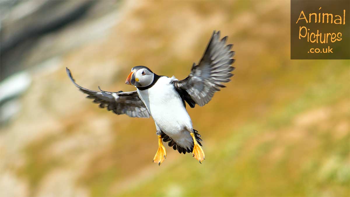 Puffin in flight against an island backdrop