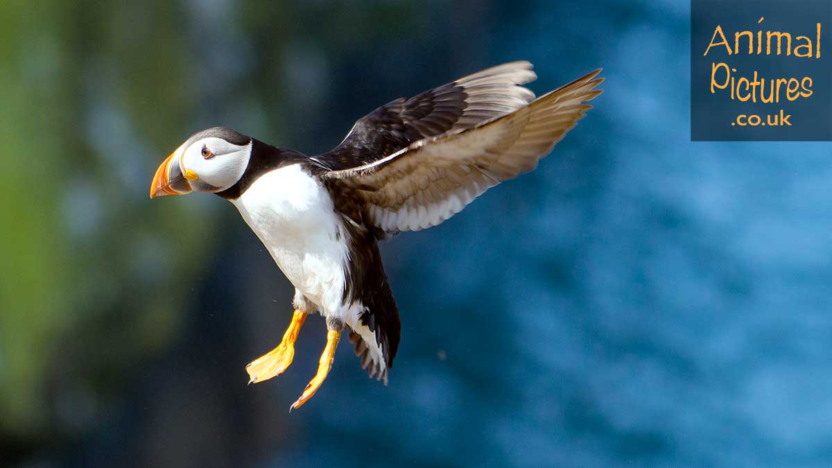 Puffin with wings extended behind, preparing to land