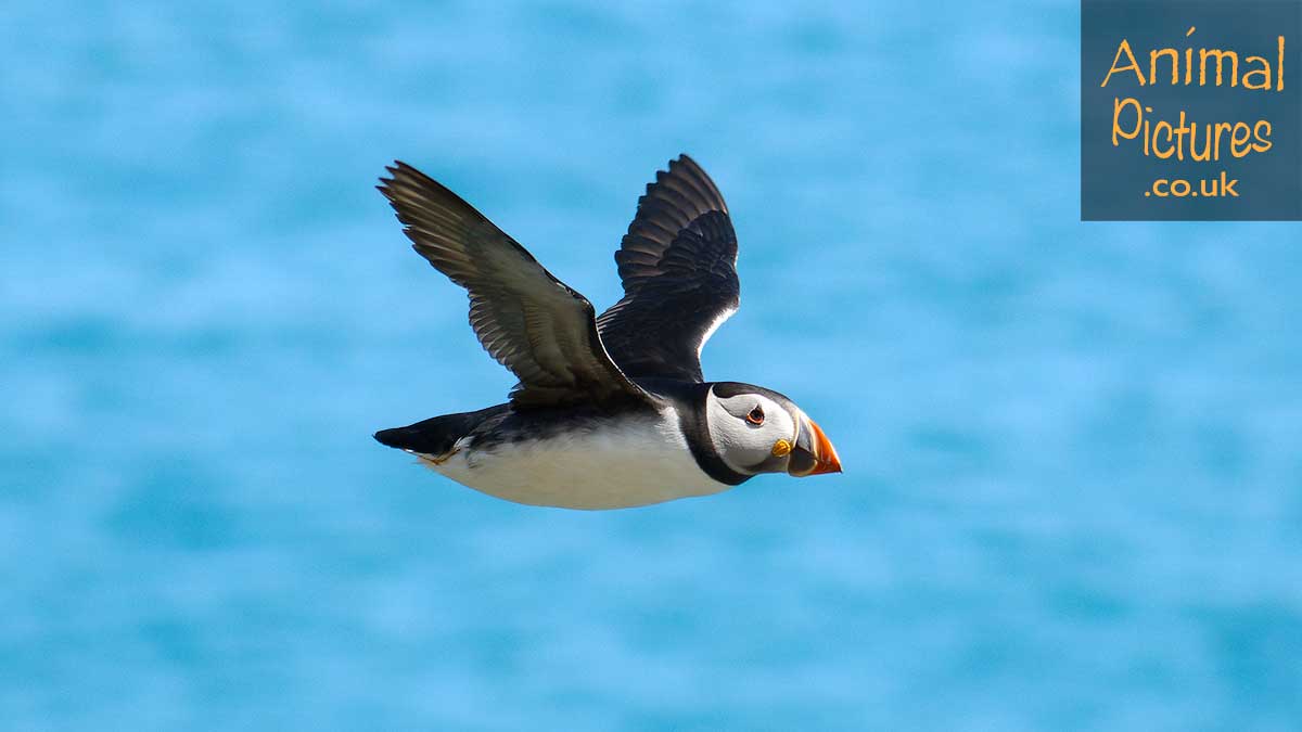 Picture of a puffin in flight