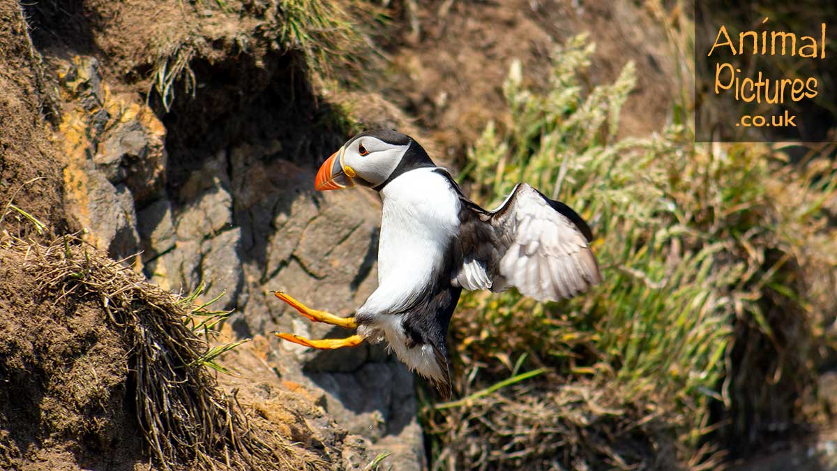 Puffin landing on a sheer cliff face