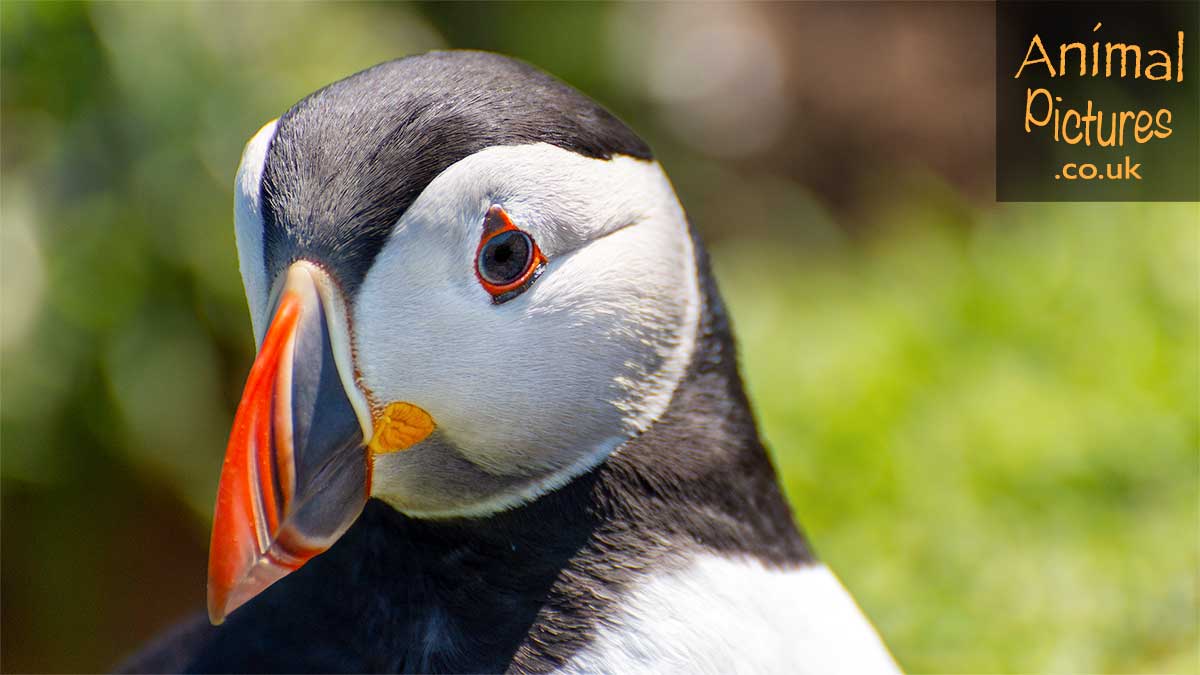 Close-up of a puffin