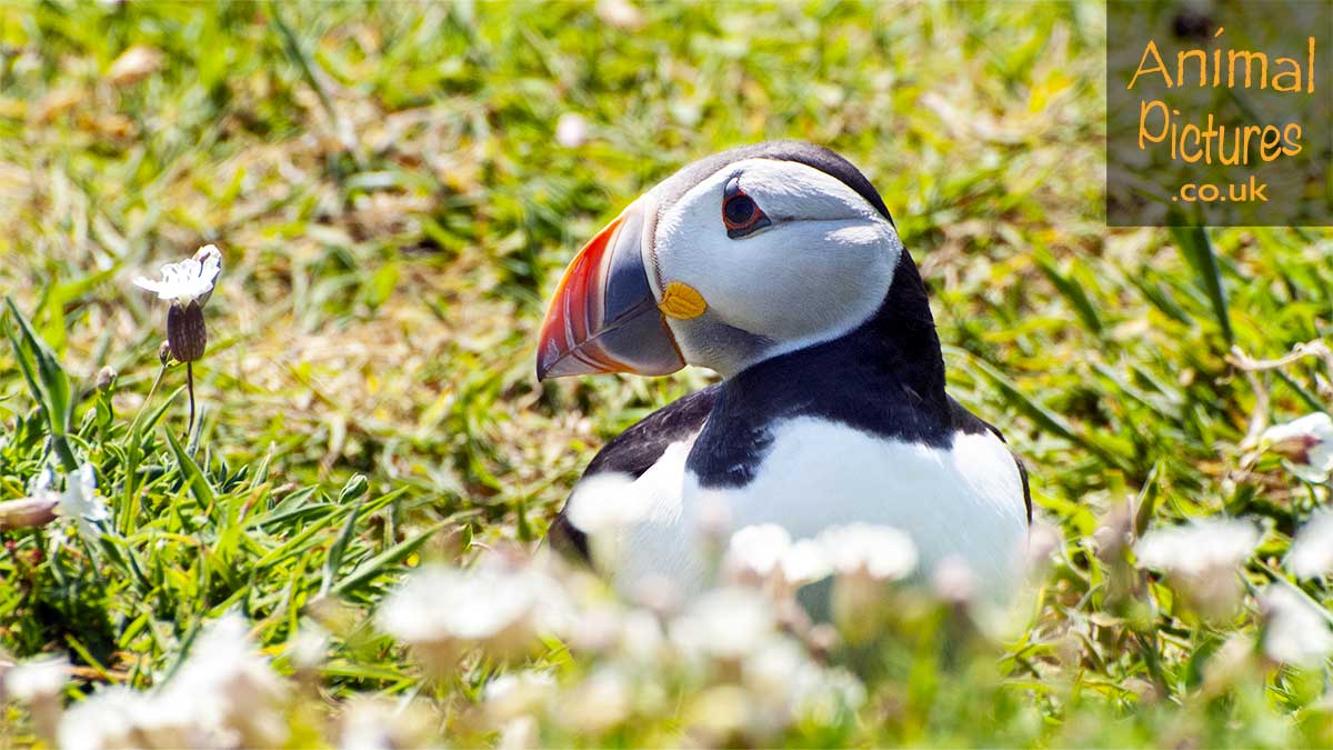 Puffin sitting on a cliffside gazing at a wildflower