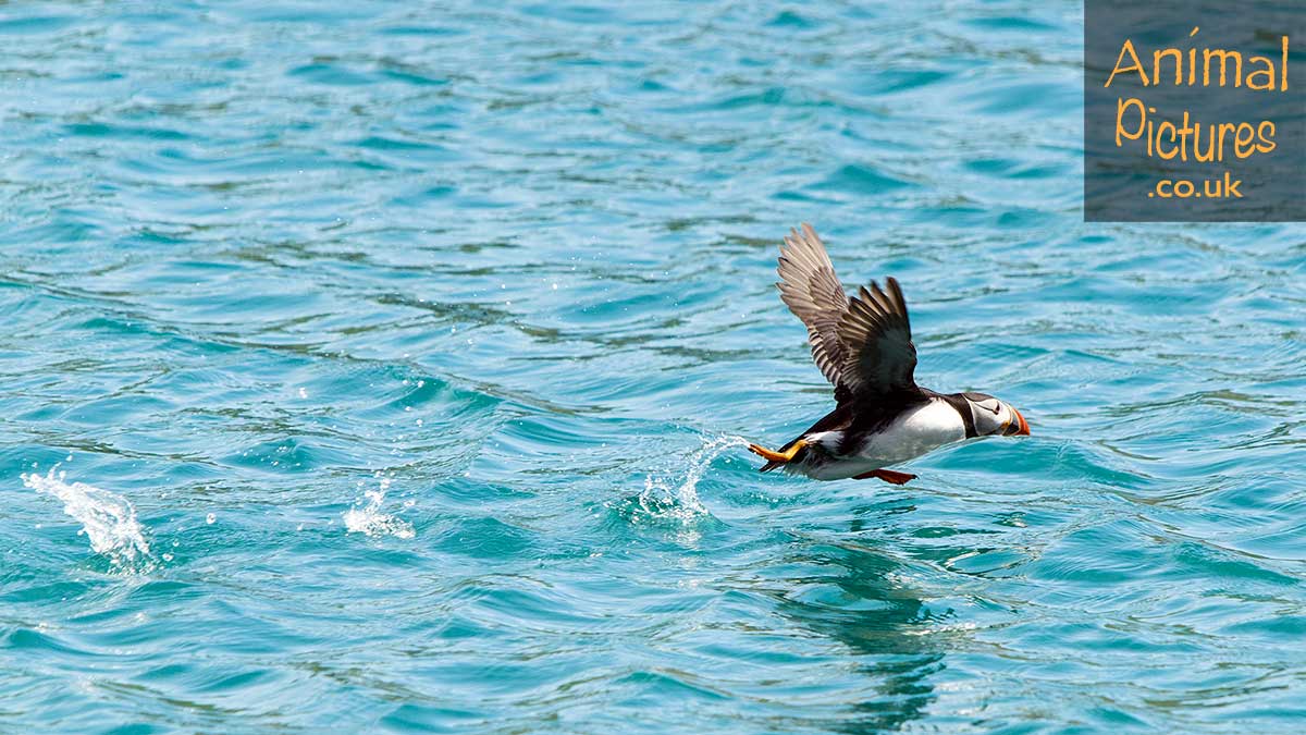 Puffin running along the sea in the process of ascending into flight