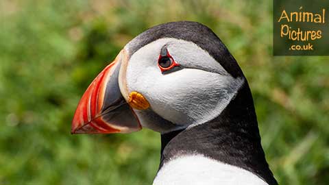 Close up showing the decorative beak of a puffin