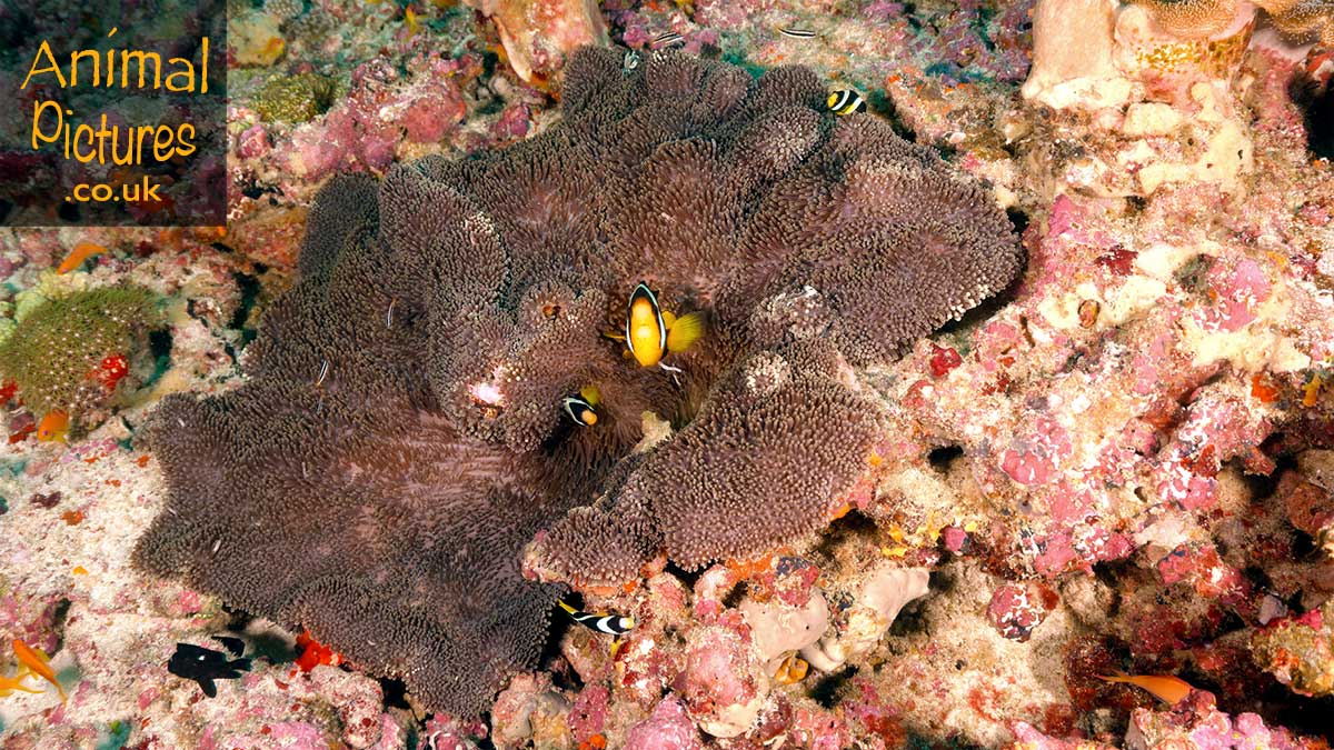 HAmphiprion sebae family residing in Hadden's sea anemone