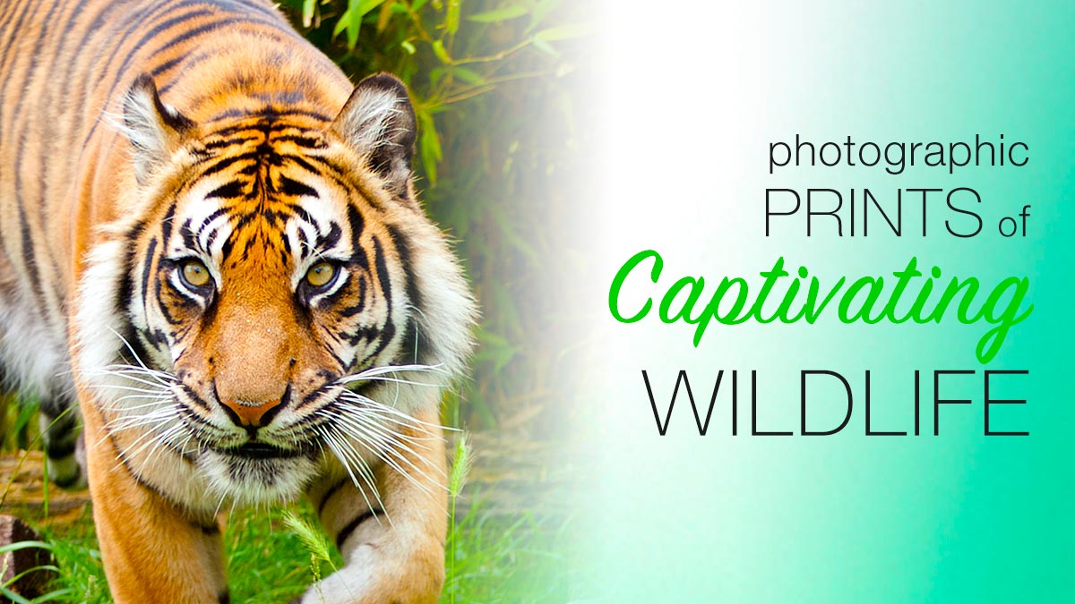 Sumatran tiger Sumatran tiger