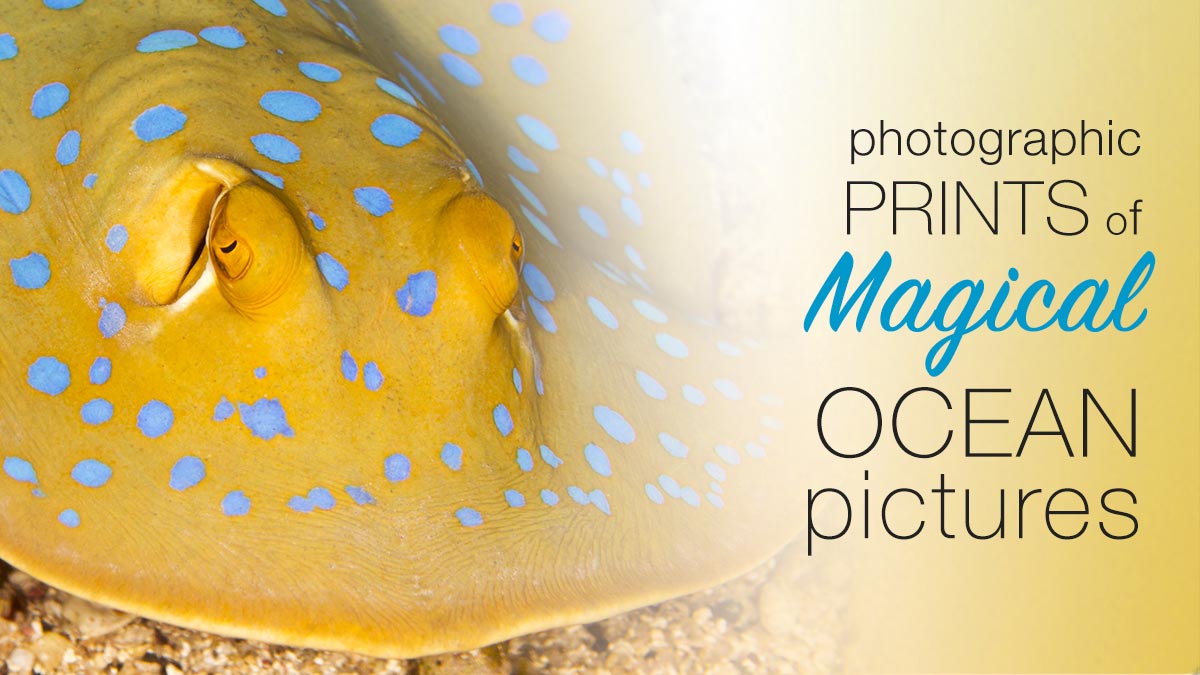 Blue spotted ribbontail ray Blue spotted ribbontail ray