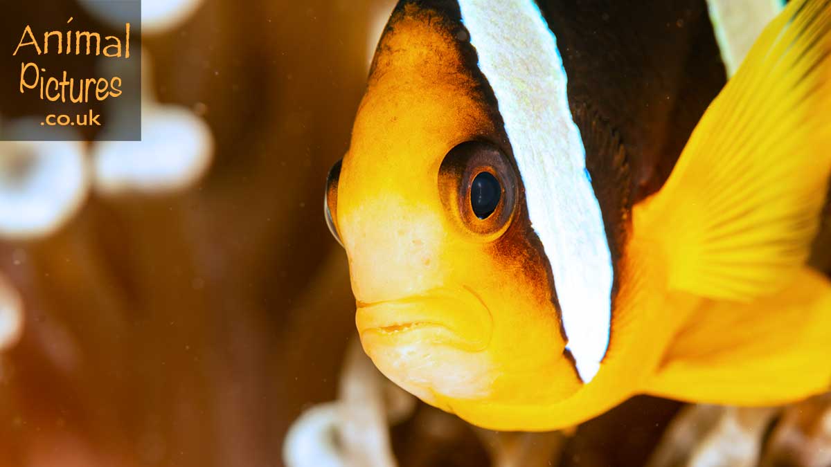 Close-up picture of a chocolate clownfish