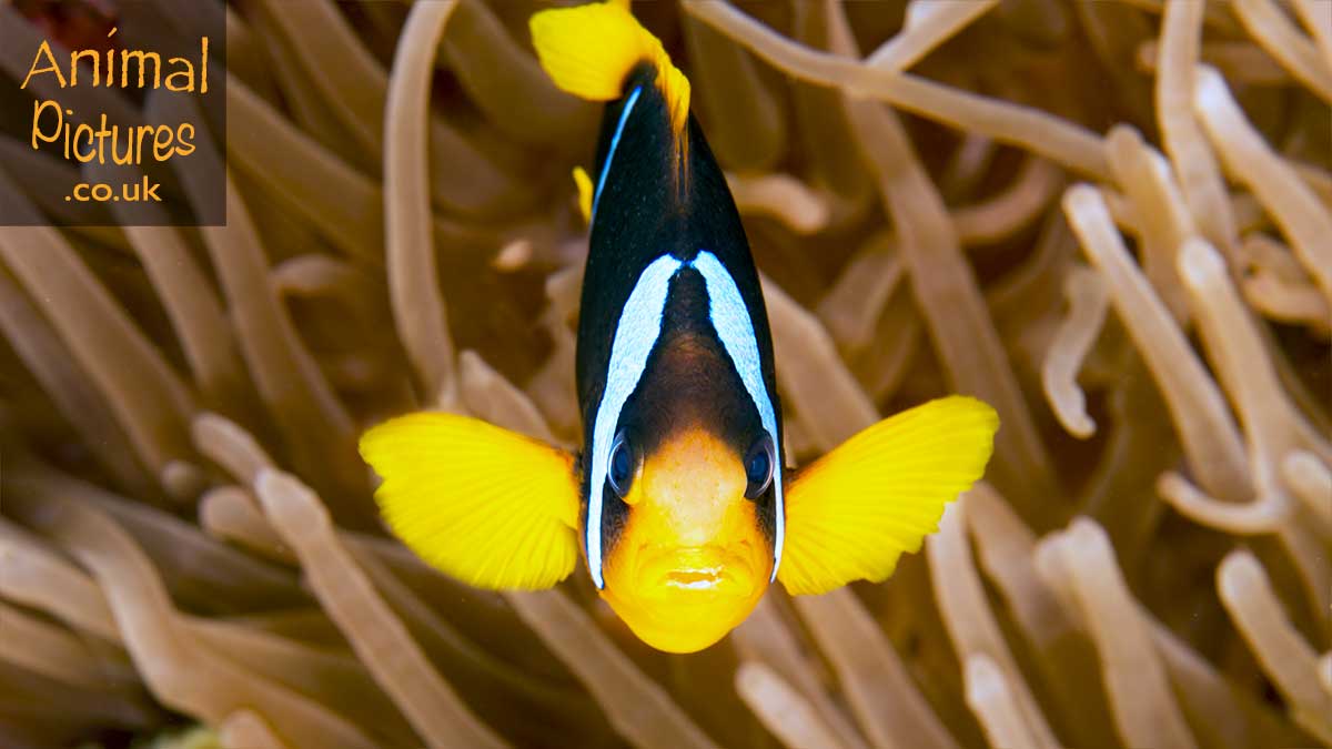 Clark's Anemonefish standing guard over it's anemone home.