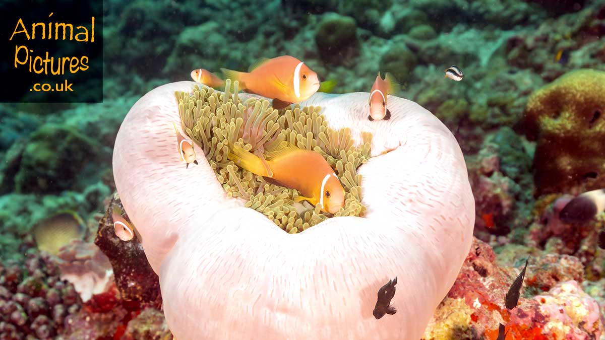 Clownfish family of various ages and sizes residing in a magnificent sea anemone