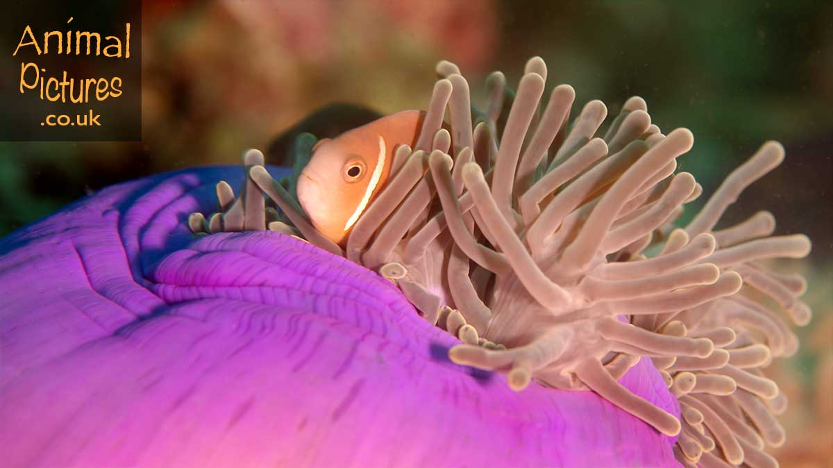 Maldive clownfish snuggled safely in a magnificent sea anemone