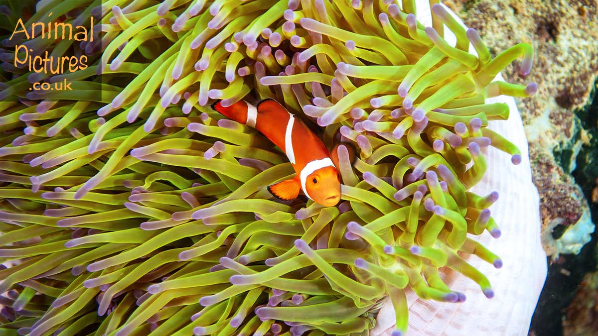 Ocellaris clownfish peeping up from within the tentacles of an anemone