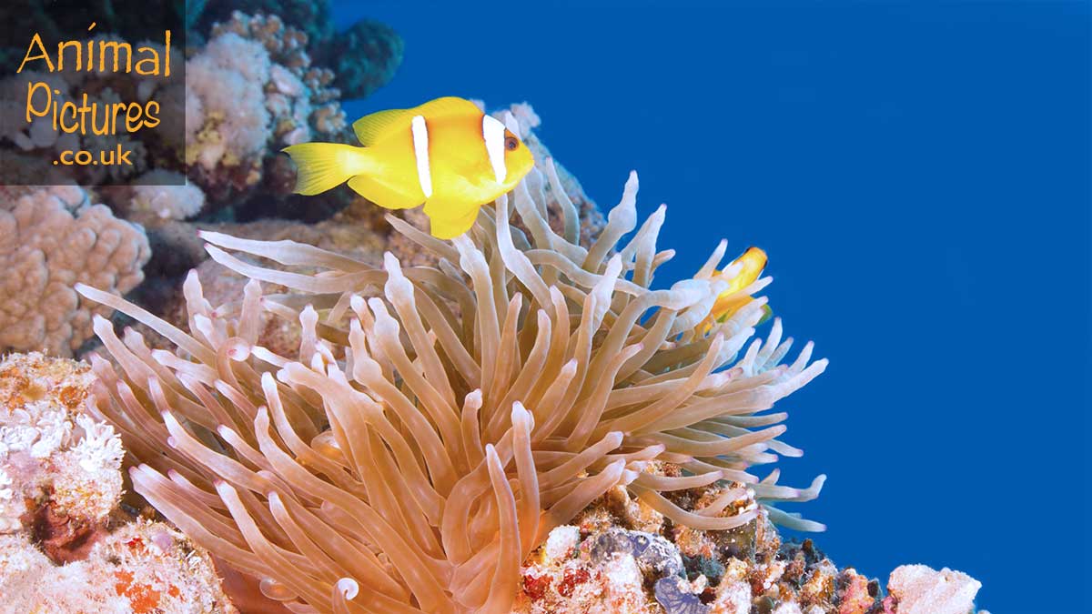 Clownfish standing guard over its anemone home