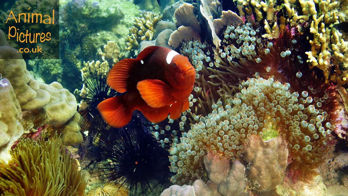 Spinecheek Clownfish by a rainbow of marine life