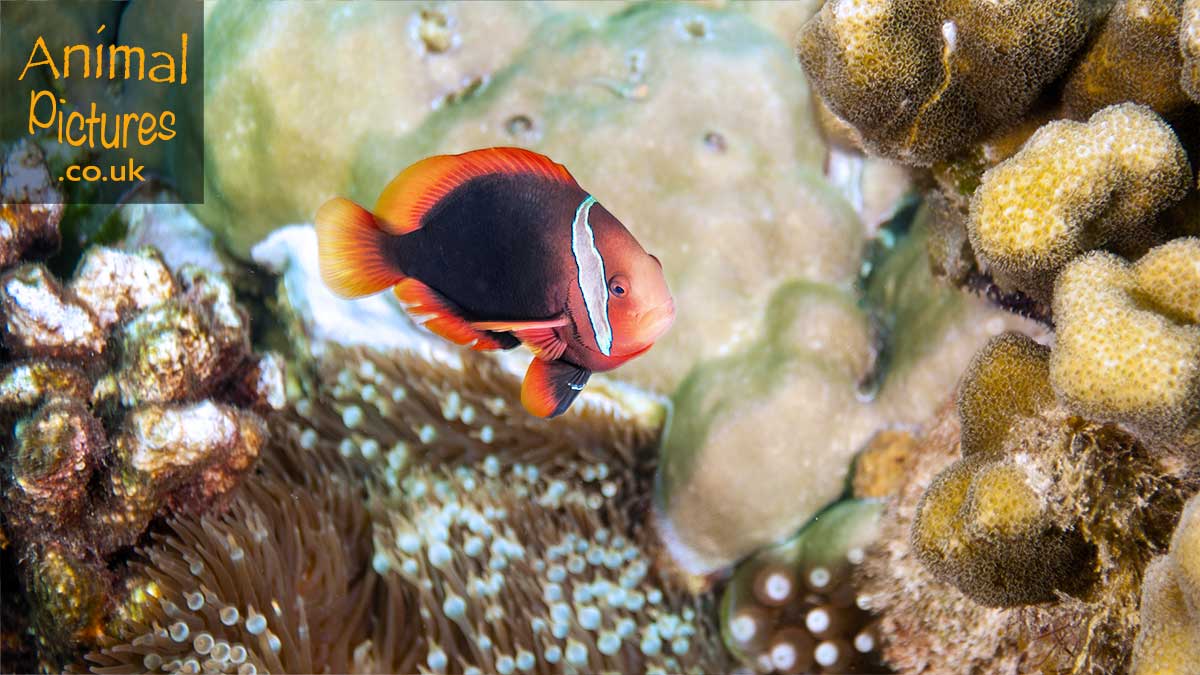 Tomato Clownfish hovering over a bubble-tip anenome