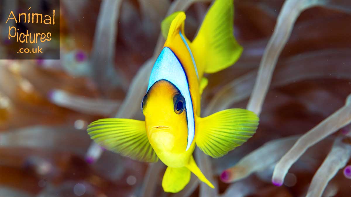 Young clownfish hovering by an anemone