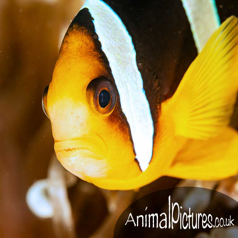 Picture showing a chocolate clownfish peeping out from a sea anemone