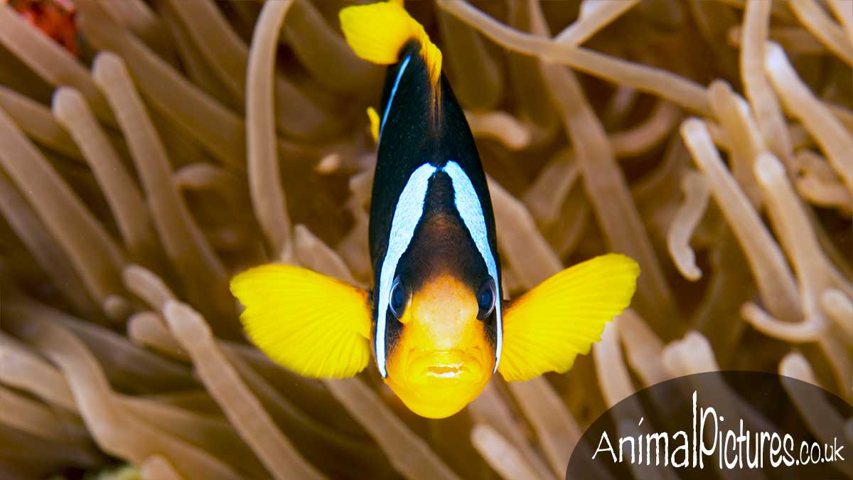 Clark's Anemonefish standing guard over it's anemone home.