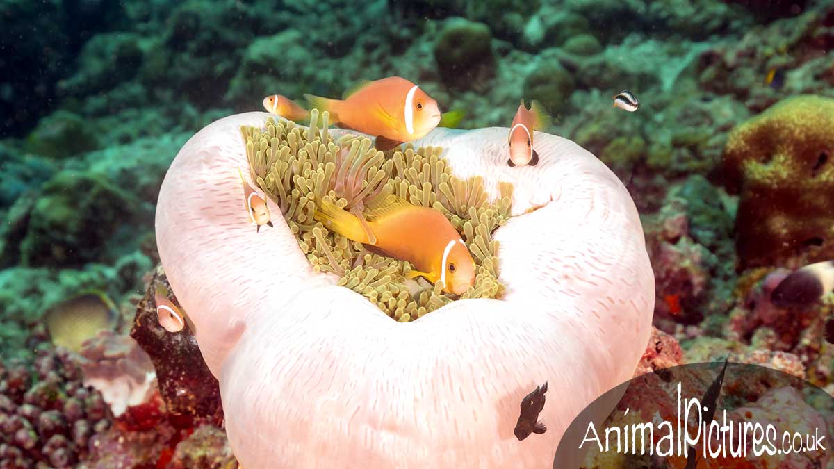 Clownfish family of various ages and sizes residing in a magnificent sea anemone