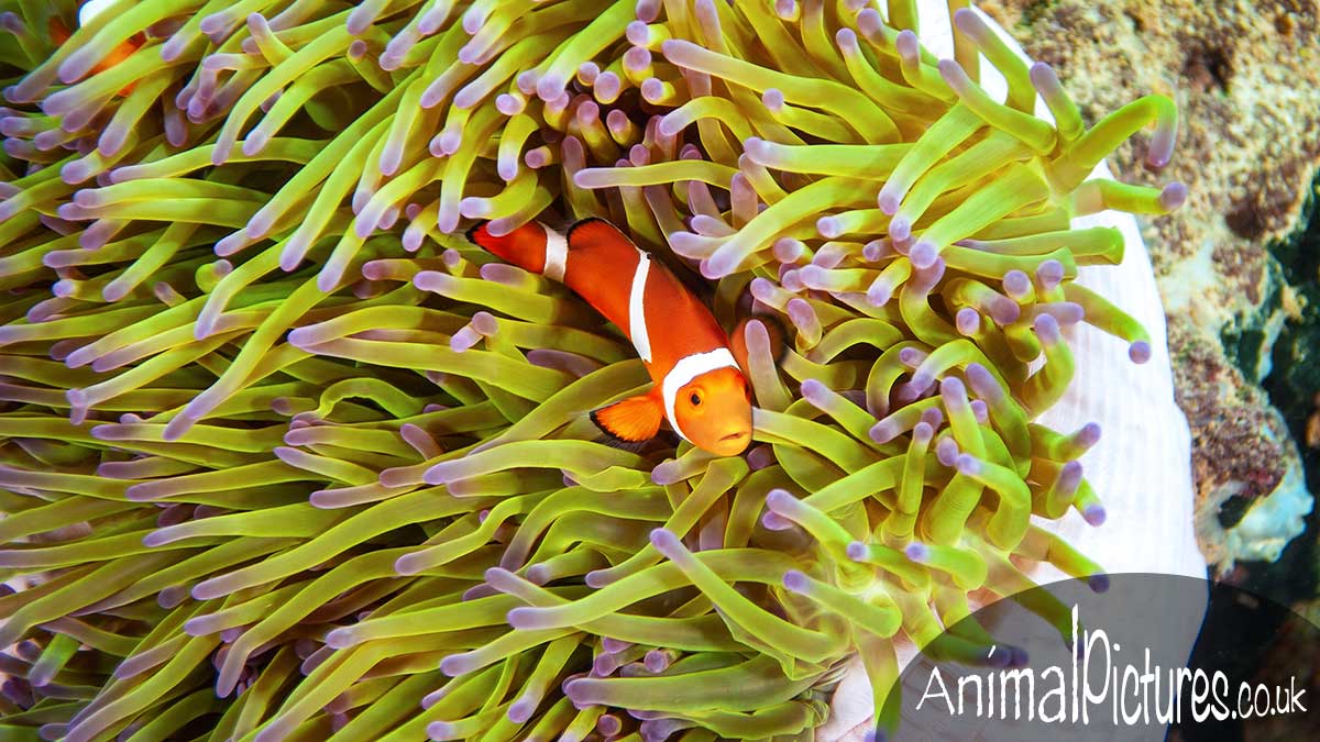 Ocellaris clownfish peeping up from within the tentacles of an anemone