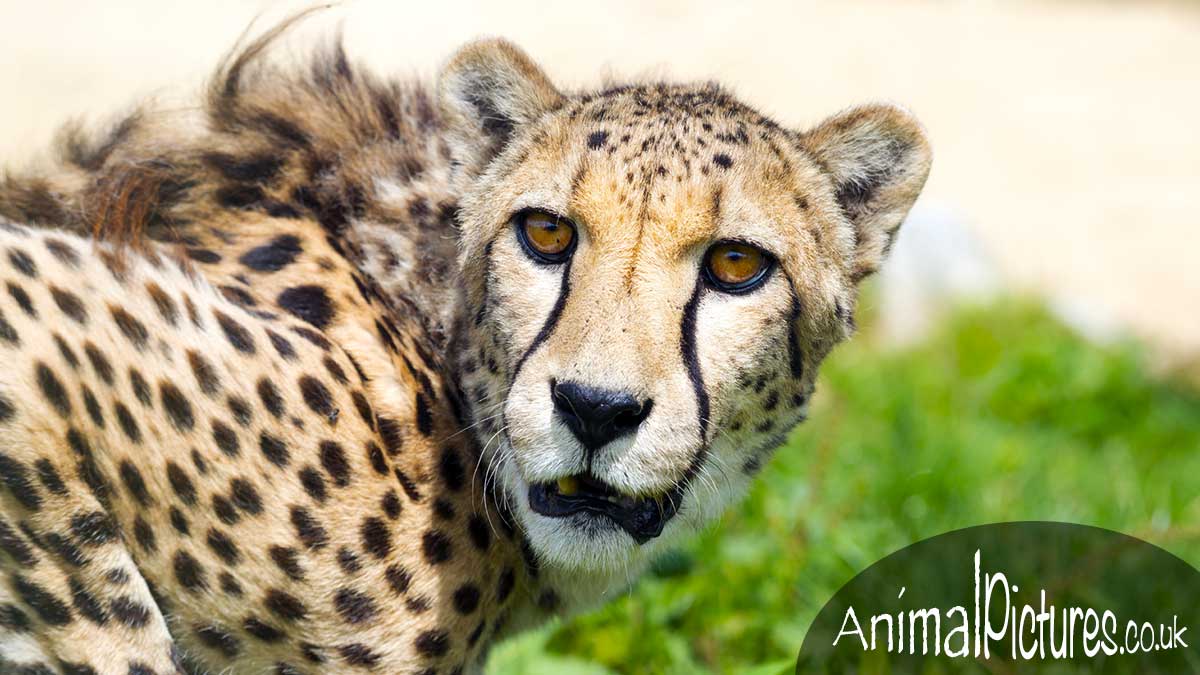 Cheetah crouched on its haunches