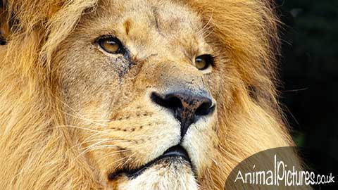 Picture of an African lion