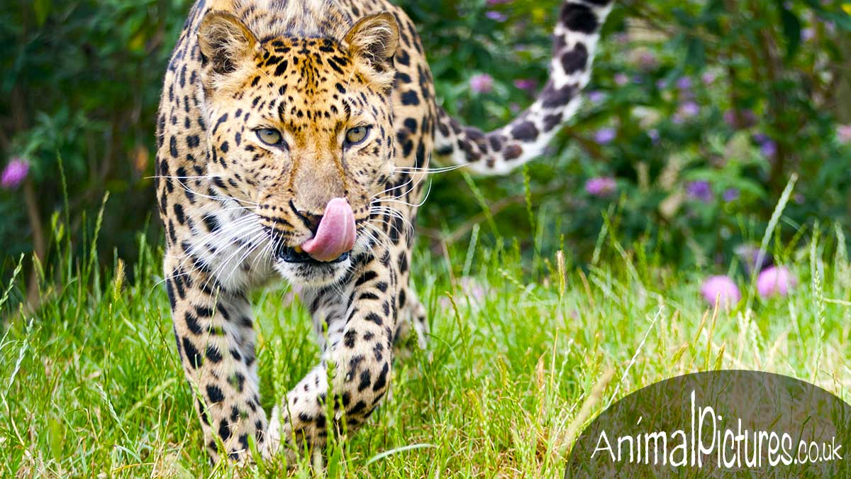 Amur leopard licking its chops as it lopes through long grass