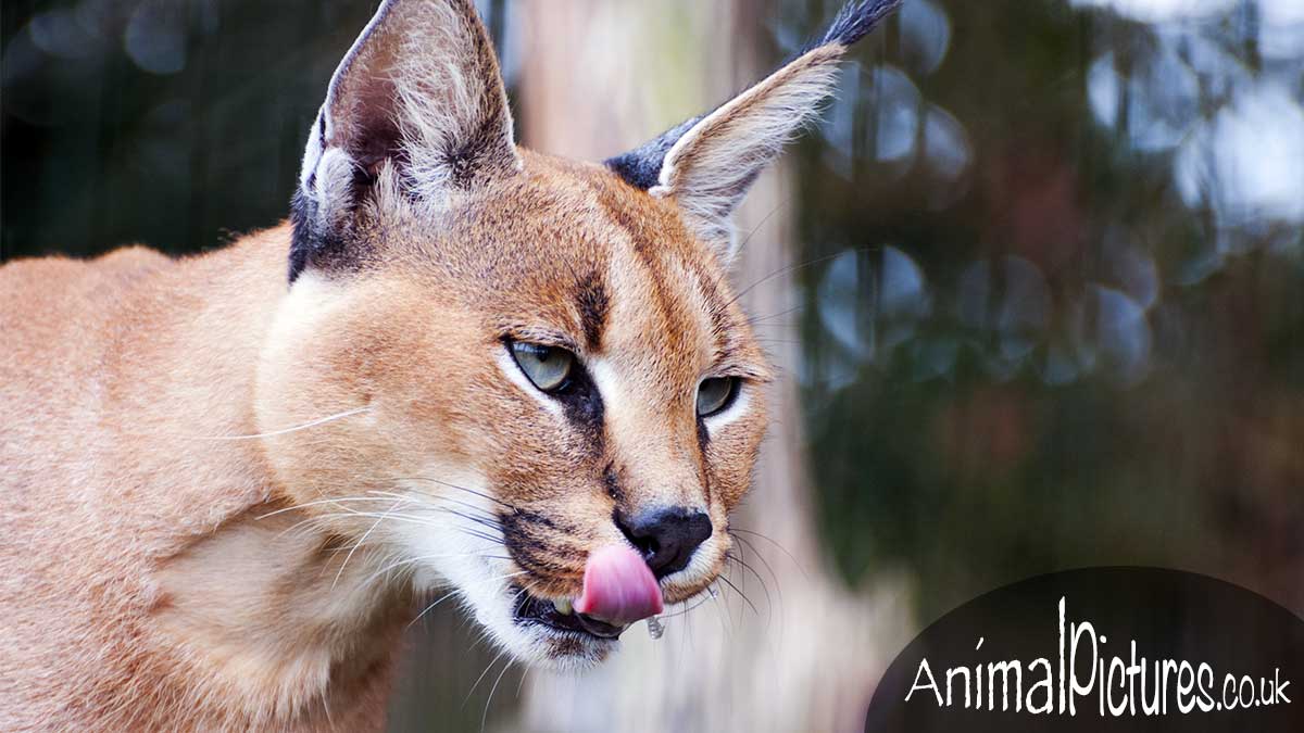 Caracal licking its chops