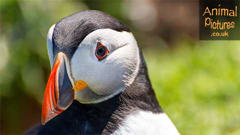 Picture of a puffin