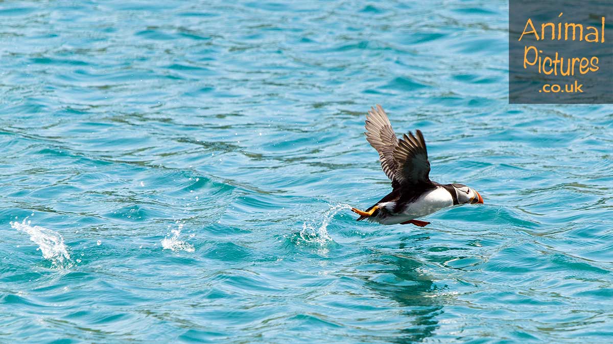 Puffin running along the sea in the process of ascending into flight