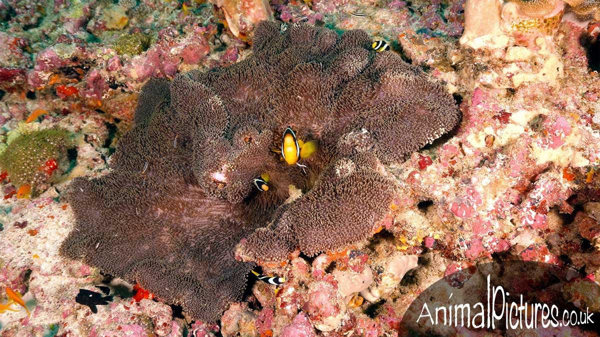 Amphiprion sebae family residing in Hadden's sea anemone
