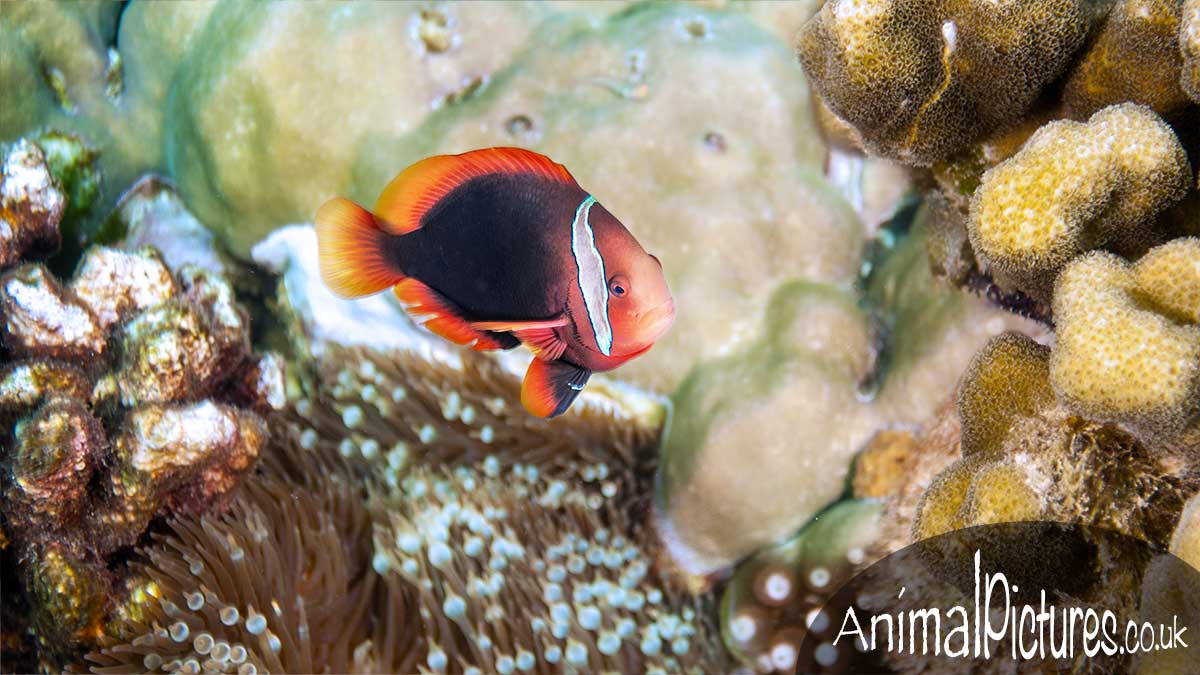 Tomato Clownfish hovering over a bubble-tip anenome