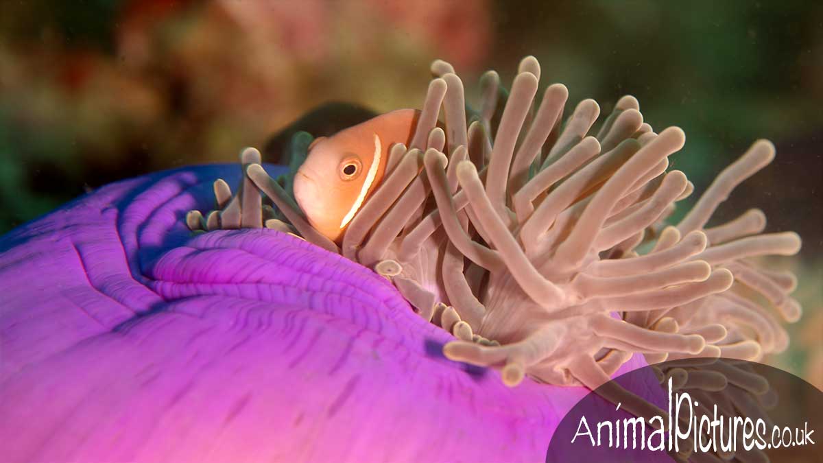Maldive clownfish snuggled safely in a magnificent sea anemone