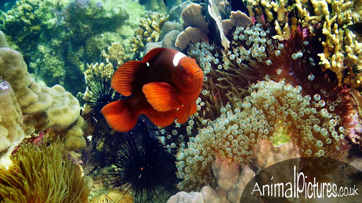 Spinecheek Clownfish by a rainbow of marine life