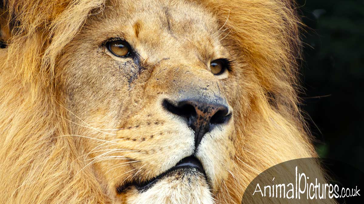 African Lion close-up portrait