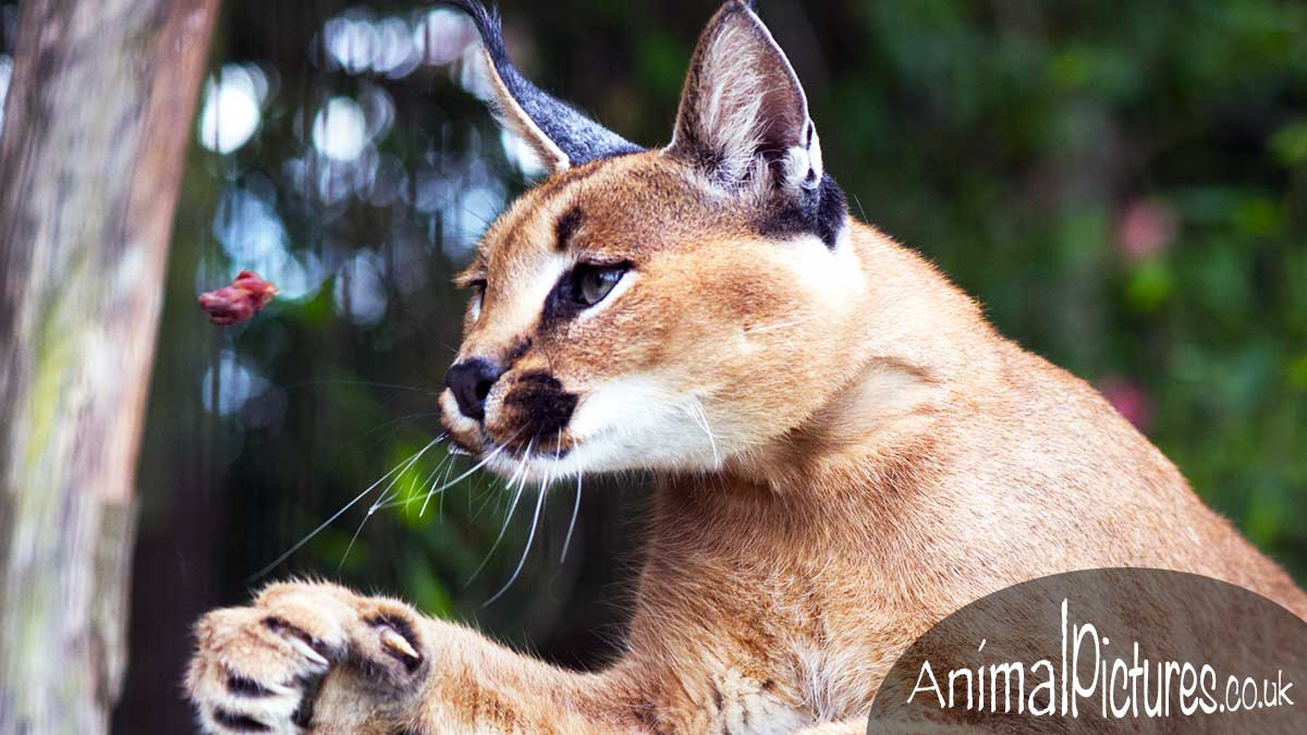 Caracal with eyes focused on a piece of meat flying through the air